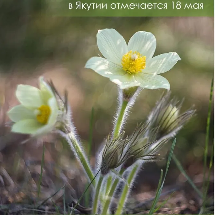  флешмоб в день подснежника